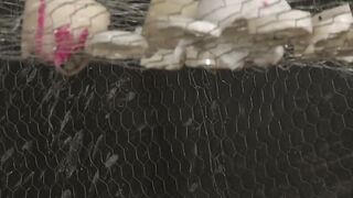 TwinkDungeon.com - Sebastian Kane loves torturing his slave Eli Manuel