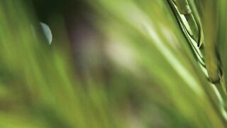 Jungle test with a filthy sex challenge