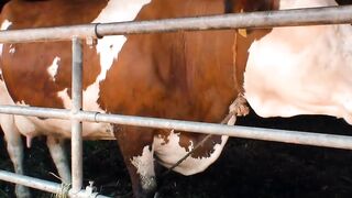 Fat German blonde has sex on the farm