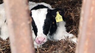 Fat German blonde has sex on the farm
