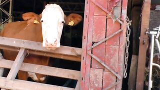 Fat German blonde has sex on the farm