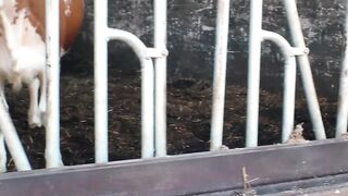 Experienced German ex-wife fucks older farmer