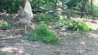 Farmer seduced by petite mom for public sex