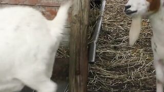 Sex on a farm with a willing blonde