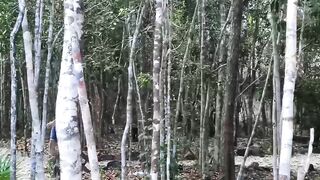 LatinoJuice.com - Latino homo Marco fucked by straight jock Ragel in the woods