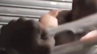Handcuffed inked amateur solo jerking off his rock hard dick