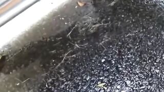 NipponPissTV.com - Asian vixens lift their skirts to piss on hidden cams