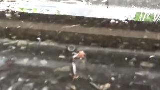 NipponPissTV.com - Asian vixens lift their skirts to piss on hidden cams