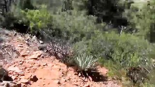 Wild twinks answer mating call and breed rough in Nature