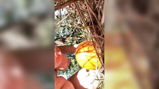 Pumpkin Humping