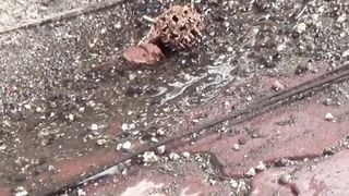 NipponPissTV.com - Japanese women secretly taped while pissing hard outdoors