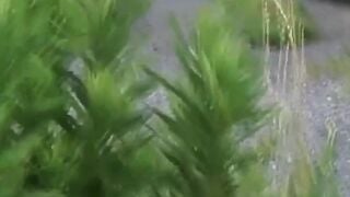 NipponPissTV.com - Real Japanese schoolgirls peeing in the outdoors openly