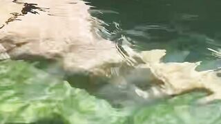Scorching Summer Seduction A Forbidden Affair Caught on Camera