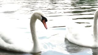 Tempting Temptation Embracing the Forbidden