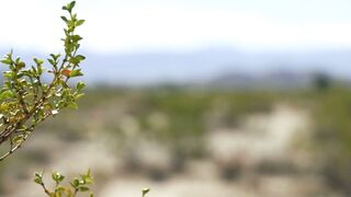 Searing Desert Deception