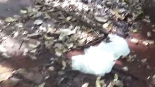 Sakura Splash Naughty Nippon Nymphs Unleash Their Bladder Bombs