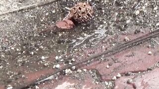 Sakura Secrets Caught in the Act