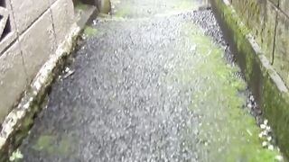 Sakura Storm Hairy Haven
