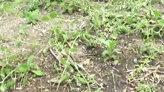 "Japanese Amateur Expedition - Peeing in Public Places"