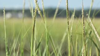 Hairy Muscle Gangbangs - Orgy Party on The Beach