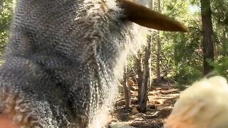 Wild-Passionate Threesome Barebacks Twinks' Friend In The Forest
