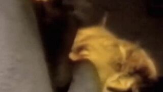 Nerd-Students Secret Library Blowjob Adventure