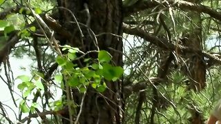 Raw Twinks Embraced By Nature Outdoors" or "Nature Boy Scout Fucked Roughly by His Buddy Barebacking