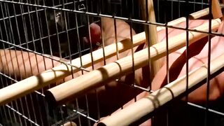 Bondage Submissive's Ball Stretching Ordeal with Dominant Mistress