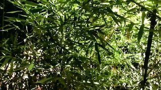 Outdoor Anal Adventure - Twink Duo Fucked Raw by Hunk