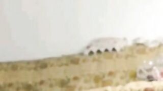 Indian Bombshell Diva - Sensual Erotic Dance & Striptease with Sex Toys