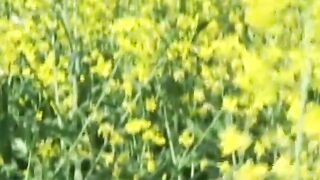 Lesbians make love into yellow flowers field