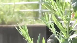 Two uniformed schoolgirls relieve themselves in the grass