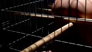 MuscleJockBound.com - Muscled pup Tyler Saint submits to handsome Dominator