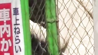See secret lens catch cute Asian woman squatting to pee