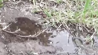 Clueless of creep filming this Japanese babe pisses public