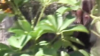 Sultry twisted girls empty bladders with hot urine streams