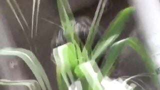 Various Japanese babes caught peeing in public alleys
