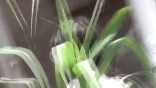 Multiple Japanese stunners snagged by peeper peeing outdoors