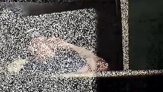 JoeSchmoeXXX.com - Young fat guy cums in black mature's mouth after intense bareback