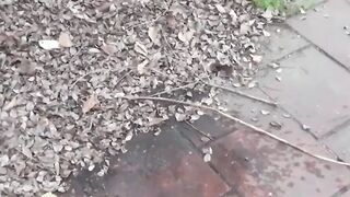 Voyeur camera witnesses various babes peeing outdoors