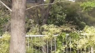 Voyeur camera witnesses various babes peeing outdoors
