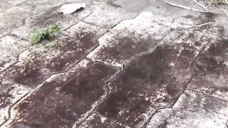 Shameless Asian babe pees outdoors in voyeuristic view