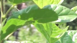 Duo exotic stunners hike skirts letting slits stream pee