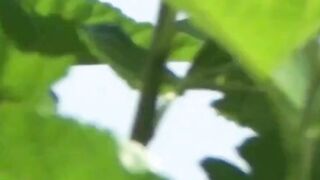Duo exotic stunners hike skirts letting slits stream pee