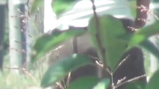 Japanese babe walks trail twice to secretly pee behind trees