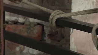 Jock destroys bound twink's hole without mercy