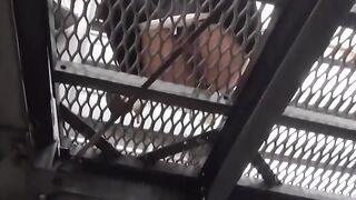 Japanese squirters caught midstream flee with wet stilettos