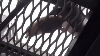 Japanese squirters caught midstream flee with wet stilettos