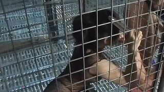3 bitches having fun with their cunts inside a cage