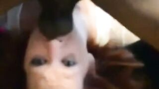 Black Monster Dick Fucks White Pussy - Exclusive POV Blowjob & Creampie